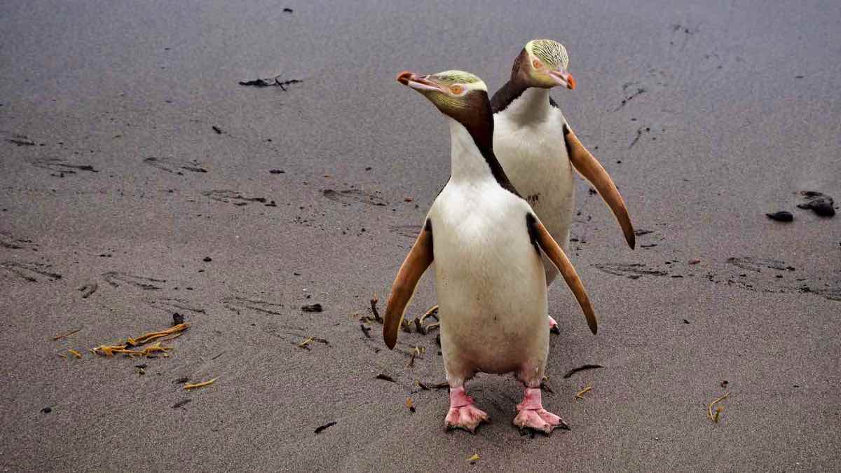 PenguinWorld